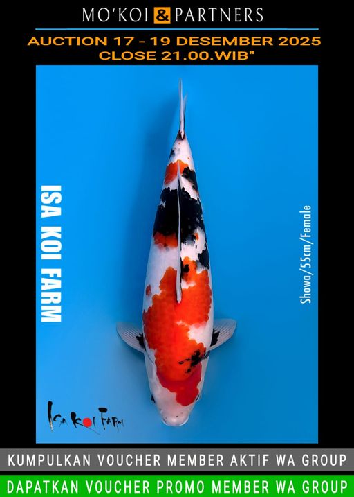 Lelang Koi Online, Jual Beli Ikan Koi, Pusat Jual Beli Koi, Info Lelang Koi Hari Ini, Platform Jual Beli Koi, Jual Beli Ikan Koi Online, Marketplace Ikan Koi, Jual Koi Terbaik, Tempat Beli Koi Berkualitas, Pasar Ikan Koi Online Terpercaya, Penjual Ikan Koi Terpercaya, Beli Koi Hias Online, Ikan Koi untuk Dijual, Koi Kualitas Terbaik, Toko Online Ikan Koi, Koi Hias Untuk Dijual, Jual Beli Ikan Koi Lokal, Koi Indonesia Online, Pusat Jual Beli Koi Terbesar