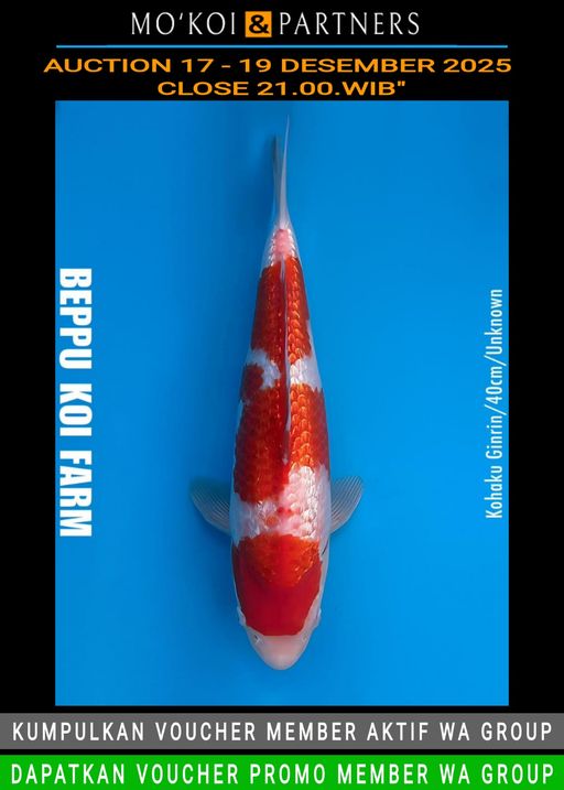 Lelang Koi Online, Jual Beli Ikan Koi, Pusat Jual Beli Koi, Info Lelang Koi Hari Ini, Platform Jual Beli Koi, Jual Beli Ikan Koi Online, Marketplace Ikan Koi, Jual Koi Terbaik, Tempat Beli Koi Berkualitas, Pasar Ikan Koi Online Terpercaya, Penjual Ikan Koi Terpercaya, Beli Koi Hias Online, Ikan Koi untuk Dijual, Koi Kualitas Terbaik, Toko Online Ikan Koi, Koi Hias Untuk Dijual, Jual Beli Ikan Koi Lokal, Koi Indonesia Online, Pusat Jual Beli Koi Terbesar