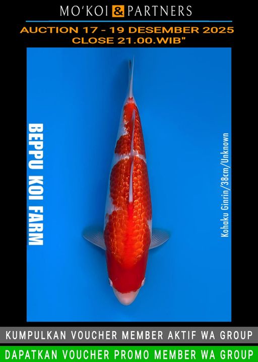 Lelang Koi Online, Jual Beli Ikan Koi, Pusat Jual Beli Koi, Info Lelang Koi Hari Ini, Platform Jual Beli Koi, Jual Beli Ikan Koi Online, Marketplace Ikan Koi, Jual Koi Terbaik, Tempat Beli Koi Berkualitas, Pasar Ikan Koi Online Terpercaya, Penjual Ikan Koi Terpercaya, Beli Koi Hias Online, Ikan Koi untuk Dijual, Koi Kualitas Terbaik, Toko Online Ikan Koi, Koi Hias Untuk Dijual, Jual Beli Ikan Koi Lokal, Koi Indonesia Online, Pusat Jual Beli Koi Terbesar