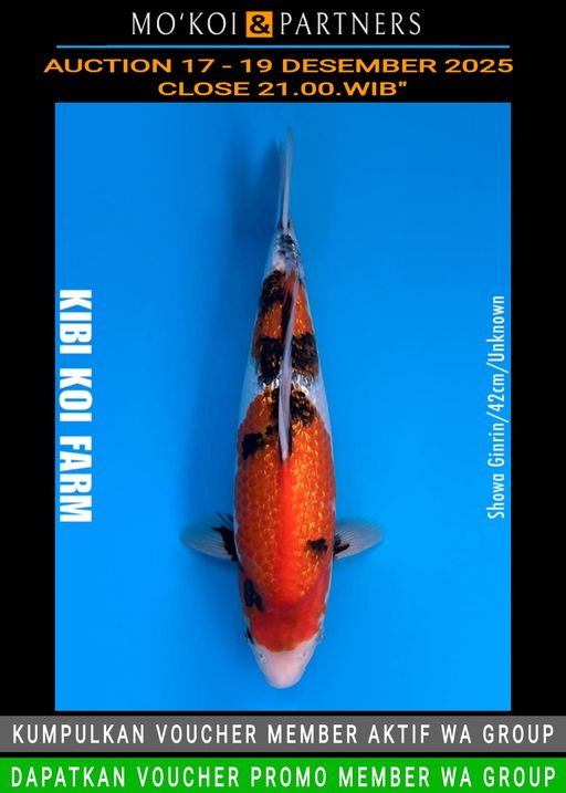 Lelang Koi Online, Jual Beli Ikan Koi, Pusat Jual Beli Koi, Info Lelang Koi Hari Ini, Platform Jual Beli Koi, Jual Beli Ikan Koi Online, Marketplace Ikan Koi, Jual Koi Terbaik, Tempat Beli Koi Berkualitas, Pasar Ikan Koi Online Terpercaya, Penjual Ikan Koi Terpercaya, Beli Koi Hias Online, Ikan Koi untuk Dijual, Koi Kualitas Terbaik, Toko Online Ikan Koi, Koi Hias Untuk Dijual, Jual Beli Ikan Koi Lokal, Koi Indonesia Online, Pusat Jual Beli Koi Terbesar