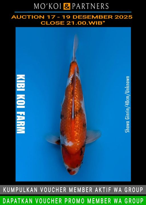 Lelang Koi Online, Jual Beli Ikan Koi, Pusat Jual Beli Koi, Info Lelang Koi Hari Ini, Platform Jual Beli Koi, Jual Beli Ikan Koi Online, Marketplace Ikan Koi, Jual Koi Terbaik, Tempat Beli Koi Berkualitas, Pasar Ikan Koi Online Terpercaya, Penjual Ikan Koi Terpercaya, Beli Koi Hias Online, Ikan Koi untuk Dijual, Koi Kualitas Terbaik, Toko Online Ikan Koi, Koi Hias Untuk Dijual, Jual Beli Ikan Koi Lokal, Koi Indonesia Online, Pusat Jual Beli Koi Terbesar