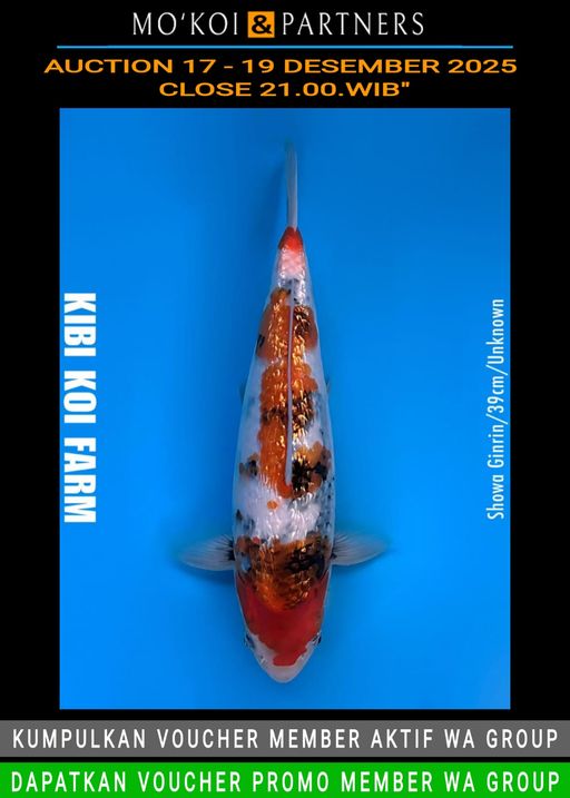 Lelang Koi Online, Jual Beli Ikan Koi, Pusat Jual Beli Koi, Info Lelang Koi Hari Ini, Platform Jual Beli Koi, Jual Beli Ikan Koi Online, Marketplace Ikan Koi, Jual Koi Terbaik, Tempat Beli Koi Berkualitas, Pasar Ikan Koi Online Terpercaya, Penjual Ikan Koi Terpercaya, Beli Koi Hias Online, Ikan Koi untuk Dijual, Koi Kualitas Terbaik, Toko Online Ikan Koi, Koi Hias Untuk Dijual, Jual Beli Ikan Koi Lokal, Koi Indonesia Online, Pusat Jual Beli Koi Terbesar