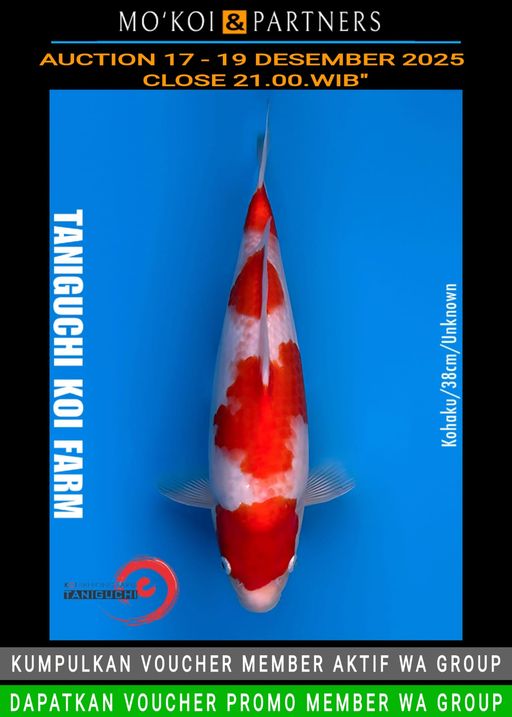 Lelang Koi Online, Jual Beli Ikan Koi, Pusat Jual Beli Koi, Info Lelang Koi Hari Ini, Platform Jual Beli Koi, Jual Beli Ikan Koi Online, Marketplace Ikan Koi, Jual Koi Terbaik, Tempat Beli Koi Berkualitas, Pasar Ikan Koi Online Terpercaya, Penjual Ikan Koi Terpercaya, Beli Koi Hias Online, Ikan Koi untuk Dijual, Koi Kualitas Terbaik, Toko Online Ikan Koi, Koi Hias Untuk Dijual, Jual Beli Ikan Koi Lokal, Koi Indonesia Online, Pusat Jual Beli Koi Terbesar