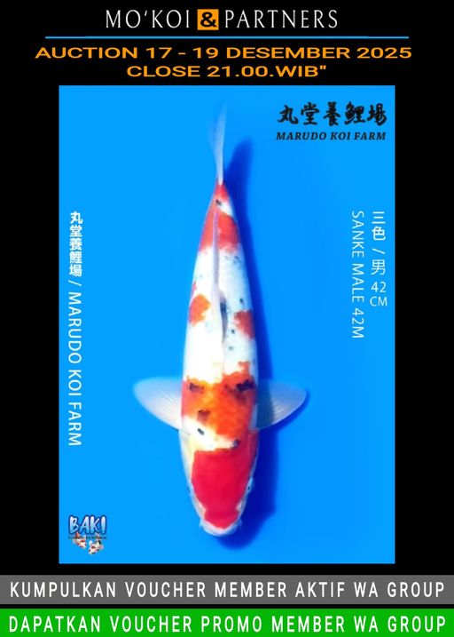 Lelang Koi Online, Jual Beli Ikan Koi, Pusat Jual Beli Koi, Info Lelang Koi Hari Ini, Platform Jual Beli Koi, Jual Beli Ikan Koi Online, Marketplace Ikan Koi, Jual Koi Terbaik, Tempat Beli Koi Berkualitas, Pasar Ikan Koi Online Terpercaya, Penjual Ikan Koi Terpercaya, Beli Koi Hias Online, Ikan Koi untuk Dijual, Koi Kualitas Terbaik, Toko Online Ikan Koi, Koi Hias Untuk Dijual, Jual Beli Ikan Koi Lokal, Koi Indonesia Online, Pusat Jual Beli Koi Terbesar