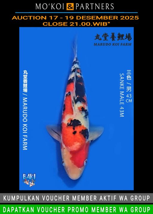 Lelang Koi Online, Jual Beli Ikan Koi, Pusat Jual Beli Koi, Info Lelang Koi Hari Ini, Platform Jual Beli Koi, Jual Beli Ikan Koi Online, Marketplace Ikan Koi, Jual Koi Terbaik, Tempat Beli Koi Berkualitas, Pasar Ikan Koi Online Terpercaya, Penjual Ikan Koi Terpercaya, Beli Koi Hias Online, Ikan Koi untuk Dijual, Koi Kualitas Terbaik, Toko Online Ikan Koi, Koi Hias Untuk Dijual, Jual Beli Ikan Koi Lokal, Koi Indonesia Online, Pusat Jual Beli Koi Terbesar