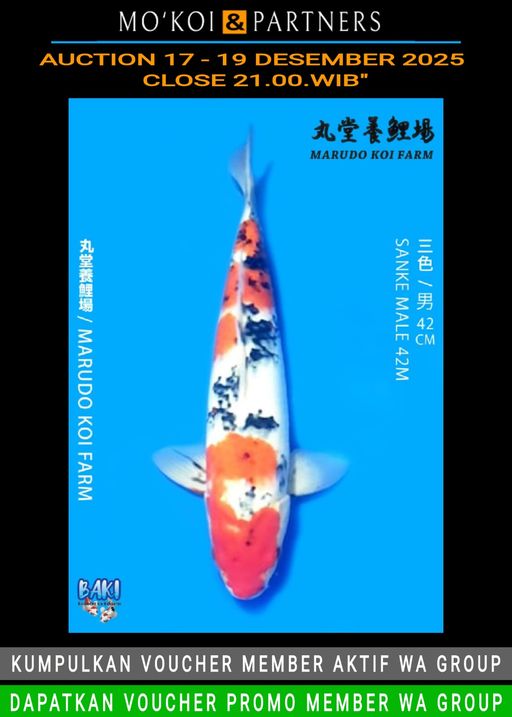 Lelang Koi Online, Jual Beli Ikan Koi, Pusat Jual Beli Koi, Info Lelang Koi Hari Ini, Platform Jual Beli Koi, Jual Beli Ikan Koi Online, Marketplace Ikan Koi, Jual Koi Terbaik, Tempat Beli Koi Berkualitas, Pasar Ikan Koi Online Terpercaya, Penjual Ikan Koi Terpercaya, Beli Koi Hias Online, Ikan Koi untuk Dijual, Koi Kualitas Terbaik, Toko Online Ikan Koi, Koi Hias Untuk Dijual, Jual Beli Ikan Koi Lokal, Koi Indonesia Online, Pusat Jual Beli Koi Terbesar