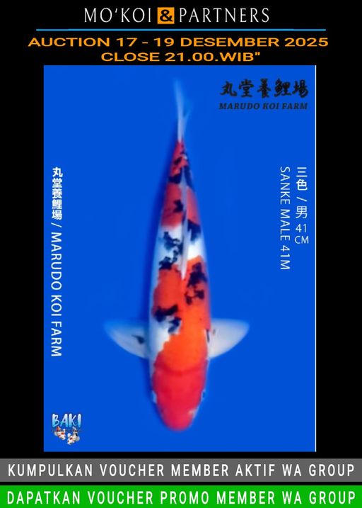 Lelang Koi Online, Jual Beli Ikan Koi, Pusat Jual Beli Koi, Info Lelang Koi Hari Ini, Platform Jual Beli Koi, Jual Beli Ikan Koi Online, Marketplace Ikan Koi, Jual Koi Terbaik, Tempat Beli Koi Berkualitas, Pasar Ikan Koi Online Terpercaya, Penjual Ikan Koi Terpercaya, Beli Koi Hias Online, Ikan Koi untuk Dijual, Koi Kualitas Terbaik, Toko Online Ikan Koi, Koi Hias Untuk Dijual, Jual Beli Ikan Koi Lokal, Koi Indonesia Online, Pusat Jual Beli Koi Terbesar