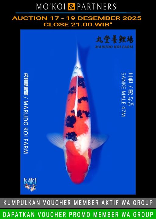 Lelang Koi Online, Jual Beli Ikan Koi, Pusat Jual Beli Koi, Info Lelang Koi Hari Ini, Platform Jual Beli Koi, Jual Beli Ikan Koi Online, Marketplace Ikan Koi, Jual Koi Terbaik, Tempat Beli Koi Berkualitas, Pasar Ikan Koi Online Terpercaya, Penjual Ikan Koi Terpercaya, Beli Koi Hias Online, Ikan Koi untuk Dijual, Koi Kualitas Terbaik, Toko Online Ikan Koi, Koi Hias Untuk Dijual, Jual Beli Ikan Koi Lokal, Koi Indonesia Online, Pusat Jual Beli Koi Terbesar