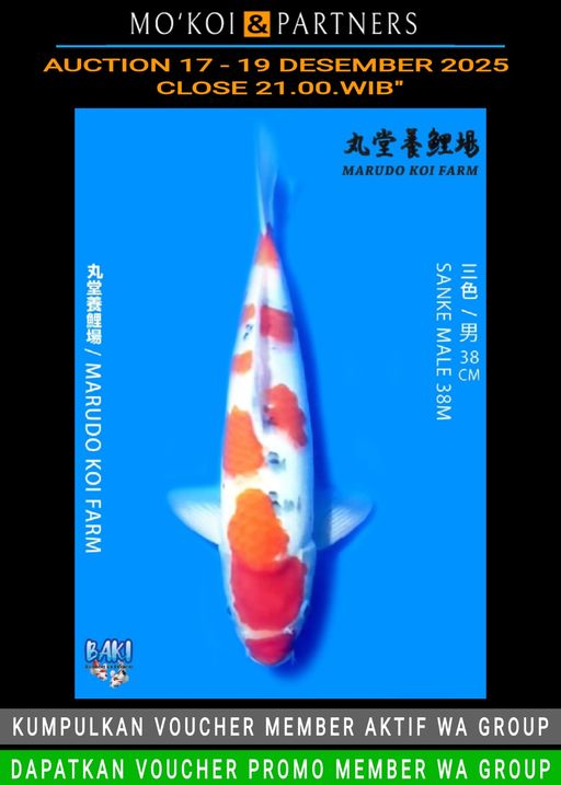 Lelang Koi Online, Jual Beli Ikan Koi, Pusat Jual Beli Koi, Info Lelang Koi Hari Ini, Platform Jual Beli Koi, Jual Beli Ikan Koi Online, Marketplace Ikan Koi, Jual Koi Terbaik, Tempat Beli Koi Berkualitas, Pasar Ikan Koi Online Terpercaya, Penjual Ikan Koi Terpercaya, Beli Koi Hias Online, Ikan Koi untuk Dijual, Koi Kualitas Terbaik, Toko Online Ikan Koi, Koi Hias Untuk Dijual, Jual Beli Ikan Koi Lokal, Koi Indonesia Online, Pusat Jual Beli Koi Terbesar