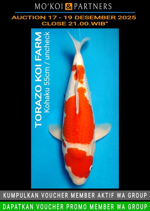 Lelang Koi Online, Jual Beli Ikan Koi, Pusat Jual Beli Koi, Info Lelang Koi Hari Ini, Platform Jual Beli Koi, Jual Beli Ikan Koi Online, Marketplace Ikan Koi, Jual Koi Terbaik, Tempat Beli Koi Berkualitas, Pasar Ikan Koi Online Terpercaya, Penjual Ikan Koi Terpercaya, Beli Koi Hias Online, Ikan Koi untuk Dijual, Koi Kualitas Terbaik, Toko Online Ikan Koi, Koi Hias Untuk Dijual, Jual Beli Ikan Koi Lokal, Koi Indonesia Online, Pusat Jual Beli Koi Terbesar