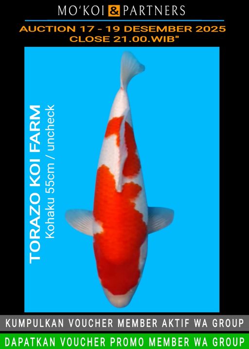 Lelang Koi Online, Jual Beli Ikan Koi, Pusat Jual Beli Koi, Info Lelang Koi Hari Ini, Platform Jual Beli Koi, Jual Beli Ikan Koi Online, Marketplace Ikan Koi, Jual Koi Terbaik, Tempat Beli Koi Berkualitas, Pasar Ikan Koi Online Terpercaya, Penjual Ikan Koi Terpercaya, Beli Koi Hias Online, Ikan Koi untuk Dijual, Koi Kualitas Terbaik, Toko Online Ikan Koi, Koi Hias Untuk Dijual, Jual Beli Ikan Koi Lokal, Koi Indonesia Online, Pusat Jual Beli Koi Terbesar