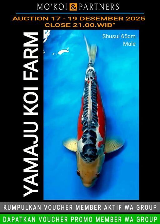 Lelang Koi Online, Jual Beli Ikan Koi, Pusat Jual Beli Koi, Info Lelang Koi Hari Ini, Platform Jual Beli Koi, Jual Beli Ikan Koi Online, Marketplace Ikan Koi, Jual Koi Terbaik, Tempat Beli Koi Berkualitas, Pasar Ikan Koi Online Terpercaya, Penjual Ikan Koi Terpercaya, Beli Koi Hias Online, Ikan Koi untuk Dijual, Koi Kualitas Terbaik, Toko Online Ikan Koi, Koi Hias Untuk Dijual, Jual Beli Ikan Koi Lokal, Koi Indonesia Online, Pusat Jual Beli Koi Terbesar
