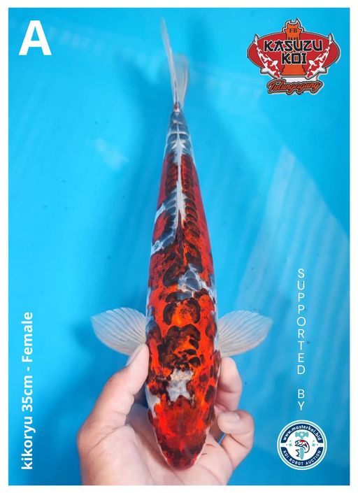 Lelang Koi Online, Jual Beli Ikan Koi, Pusat Jual Beli Koi, Info Lelang Koi Hari Ini, Platform Jual Beli Koi, Jual Beli Ikan Koi Online, Marketplace Ikan Koi, Jual Koi Terbaik, Tempat Beli Koi Berkualitas, Pasar Ikan Koi Online Terpercaya, Penjual Ikan Koi Terpercaya, Beli Koi Hias Online, Ikan Koi untuk Dijual, Koi Kualitas Terbaik, Toko Online Ikan Koi, Koi Hias Untuk Dijual, Jual Beli Ikan Koi Lokal, Koi Indonesia Online, Pusat Jual Beli Koi Terbesar