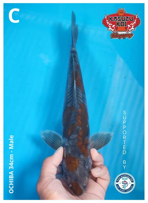 Lelang Koi Online, Jual Beli Ikan Koi, Pusat Jual Beli Koi, Info Lelang Koi Hari Ini, Platform Jual Beli Koi, Jual Beli Ikan Koi Online, Marketplace Ikan Koi, Jual Koi Terbaik, Tempat Beli Koi Berkualitas, Pasar Ikan Koi Online Terpercaya, Penjual Ikan Koi Terpercaya, Beli Koi Hias Online, Ikan Koi untuk Dijual, Koi Kualitas Terbaik, Toko Online Ikan Koi, Koi Hias Untuk Dijual, Jual Beli Ikan Koi Lokal, Koi Indonesia Online, Pusat Jual Beli Koi Terbesar