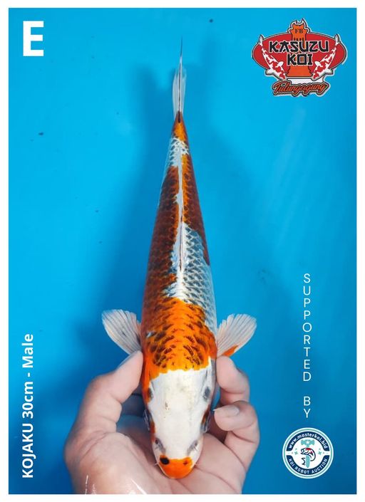 Lelang Koi Online, Jual Beli Ikan Koi, Pusat Jual Beli Koi, Info Lelang Koi Hari Ini, Platform Jual Beli Koi, Jual Beli Ikan Koi Online, Marketplace Ikan Koi, Jual Koi Terbaik, Tempat Beli Koi Berkualitas, Pasar Ikan Koi Online Terpercaya, Penjual Ikan Koi Terpercaya, Beli Koi Hias Online, Ikan Koi untuk Dijual, Koi Kualitas Terbaik, Toko Online Ikan Koi, Koi Hias Untuk Dijual, Jual Beli Ikan Koi Lokal, Koi Indonesia Online, Pusat Jual Beli Koi Terbesar