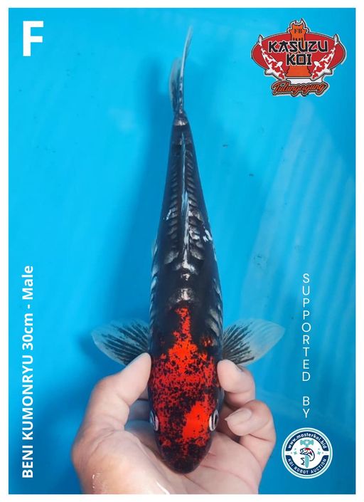 Lelang Koi Online, Jual Beli Ikan Koi, Pusat Jual Beli Koi, Info Lelang Koi Hari Ini, Platform Jual Beli Koi, Jual Beli Ikan Koi Online, Marketplace Ikan Koi, Jual Koi Terbaik, Tempat Beli Koi Berkualitas, Pasar Ikan Koi Online Terpercaya, Penjual Ikan Koi Terpercaya, Beli Koi Hias Online, Ikan Koi untuk Dijual, Koi Kualitas Terbaik, Toko Online Ikan Koi, Koi Hias Untuk Dijual, Jual Beli Ikan Koi Lokal, Koi Indonesia Online, Pusat Jual Beli Koi Terbesar