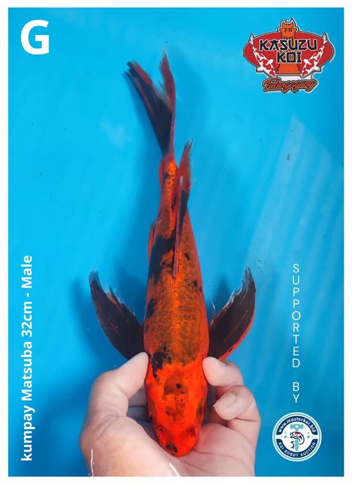 Lelang Koi Online, Jual Beli Ikan Koi, Pusat Jual Beli Koi, Info Lelang Koi Hari Ini, Platform Jual Beli Koi, Jual Beli Ikan Koi Online, Marketplace Ikan Koi, Jual Koi Terbaik, Tempat Beli Koi Berkualitas, Pasar Ikan Koi Online Terpercaya, Penjual Ikan Koi Terpercaya, Beli Koi Hias Online, Ikan Koi untuk Dijual, Koi Kualitas Terbaik, Toko Online Ikan Koi, Koi Hias Untuk Dijual, Jual Beli Ikan Koi Lokal, Koi Indonesia Online, Pusat Jual Beli Koi Terbesar