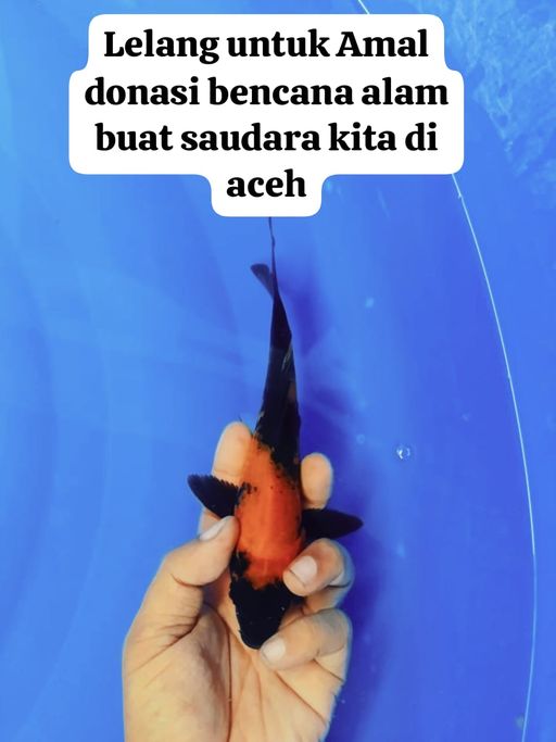 Lelang Koi Online, Jual Beli Ikan Koi, Pusat Jual Beli Koi, Info Lelang Koi Hari Ini, Platform Jual Beli Koi, Jual Beli Ikan Koi Online, Marketplace Ikan Koi, Jual Koi Terbaik, Tempat Beli Koi Berkualitas, Pasar Ikan Koi Online Terpercaya, Penjual Ikan Koi Terpercaya, Beli Koi Hias Online, Ikan Koi untuk Dijual, Koi Kualitas Terbaik, Toko Online Ikan Koi, Koi Hias Untuk Dijual, Jual Beli Ikan Koi Lokal, Koi Indonesia Online, Pusat Jual Beli Koi Terbesar
