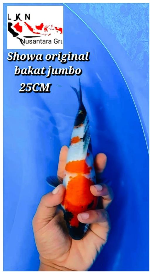 Lelang Koi Online, Jual Beli Ikan Koi, Pusat Jual Beli Koi, Info Lelang Koi Hari Ini, Platform Jual Beli Koi, Jual Beli Ikan Koi Online, Marketplace Ikan Koi, Jual Koi Terbaik, Tempat Beli Koi Berkualitas, Pasar Ikan Koi Online Terpercaya, Penjual Ikan Koi Terpercaya, Beli Koi Hias Online, Ikan Koi untuk Dijual, Koi Kualitas Terbaik, Toko Online Ikan Koi, Koi Hias Untuk Dijual, Jual Beli Ikan Koi Lokal, Koi Indonesia Online, Pusat Jual Beli Koi Terbesar