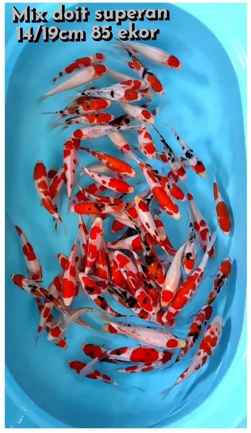 Lelang Koi Online, Jual Beli Ikan Koi, Pusat Jual Beli Koi, Info Lelang Koi Hari Ini, Platform Jual Beli Koi, Jual Beli Ikan Koi Online, Marketplace Ikan Koi, Jual Koi Terbaik, Tempat Beli Koi Berkualitas, Pasar Ikan Koi Online Terpercaya, Penjual Ikan Koi Terpercaya, Beli Koi Hias Online, Ikan Koi untuk Dijual, Koi Kualitas Terbaik, Toko Online Ikan Koi, Koi Hias Untuk Dijual, Jual Beli Ikan Koi Lokal, Koi Indonesia Online, Pusat Jual Beli Koi Terbesar
