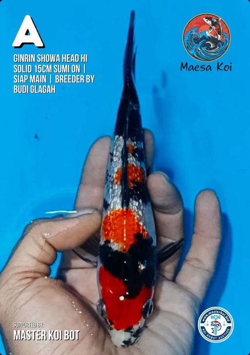 Lelang Koi Online, Jual Beli Ikan Koi, Pusat Jual Beli Koi, Info Lelang Koi Hari Ini, Platform Jual Beli Koi, Jual Beli Ikan Koi Online, Marketplace Ikan Koi, Jual Koi Terbaik, Tempat Beli Koi Berkualitas, Pasar Ikan Koi Online Terpercaya, Penjual Ikan Koi Terpercaya, Beli Koi Hias Online, Ikan Koi untuk Dijual, Koi Kualitas Terbaik, Toko Online Ikan Koi, Koi Hias Untuk Dijual, Jual Beli Ikan Koi Lokal, Koi Indonesia Online, Pusat Jual Beli Koi Terbesar