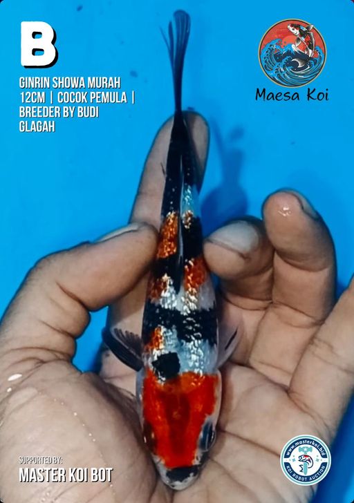 Lelang Koi Online, Jual Beli Ikan Koi, Pusat Jual Beli Koi, Info Lelang Koi Hari Ini, Platform Jual Beli Koi, Jual Beli Ikan Koi Online, Marketplace Ikan Koi, Jual Koi Terbaik, Tempat Beli Koi Berkualitas, Pasar Ikan Koi Online Terpercaya, Penjual Ikan Koi Terpercaya, Beli Koi Hias Online, Ikan Koi untuk Dijual, Koi Kualitas Terbaik, Toko Online Ikan Koi, Koi Hias Untuk Dijual, Jual Beli Ikan Koi Lokal, Koi Indonesia Online, Pusat Jual Beli Koi Terbesar