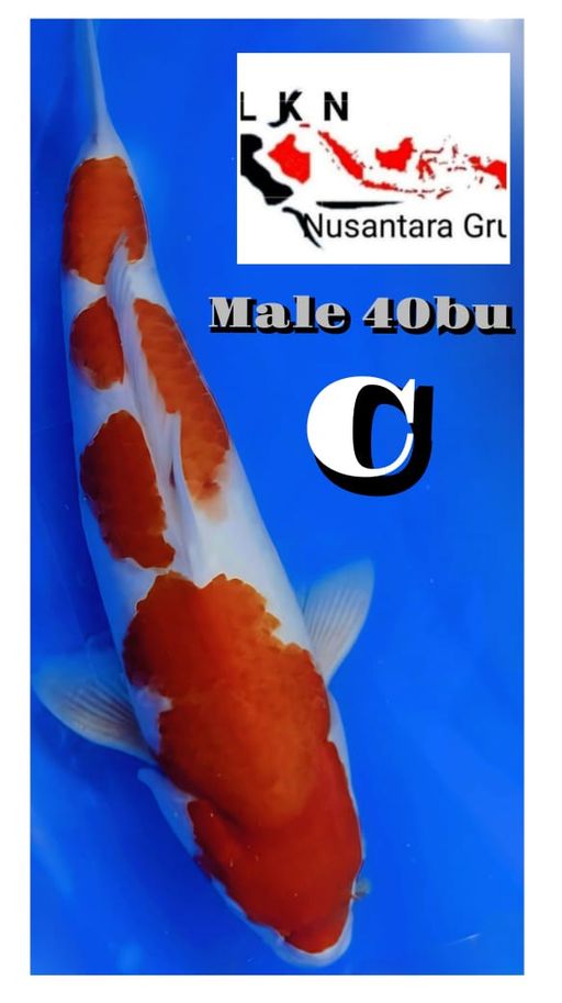 Lelang Koi Online, Jual Beli Ikan Koi, Pusat Jual Beli Koi, Info Lelang Koi Hari Ini, Platform Jual Beli Koi, Jual Beli Ikan Koi Online, Marketplace Ikan Koi, Jual Koi Terbaik, Tempat Beli Koi Berkualitas, Pasar Ikan Koi Online Terpercaya, Penjual Ikan Koi Terpercaya, Beli Koi Hias Online, Ikan Koi untuk Dijual, Koi Kualitas Terbaik, Toko Online Ikan Koi, Koi Hias Untuk Dijual, Jual Beli Ikan Koi Lokal, Koi Indonesia Online, Pusat Jual Beli Koi Terbesar