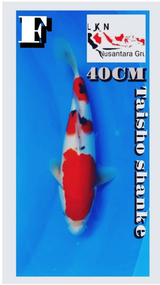 Lelang Koi Online, Jual Beli Ikan Koi, Pusat Jual Beli Koi, Info Lelang Koi Hari Ini, Platform Jual Beli Koi, Jual Beli Ikan Koi Online, Marketplace Ikan Koi, Jual Koi Terbaik, Tempat Beli Koi Berkualitas, Pasar Ikan Koi Online Terpercaya, Penjual Ikan Koi Terpercaya, Beli Koi Hias Online, Ikan Koi untuk Dijual, Koi Kualitas Terbaik, Toko Online Ikan Koi, Koi Hias Untuk Dijual, Jual Beli Ikan Koi Lokal, Koi Indonesia Online, Pusat Jual Beli Koi Terbesar