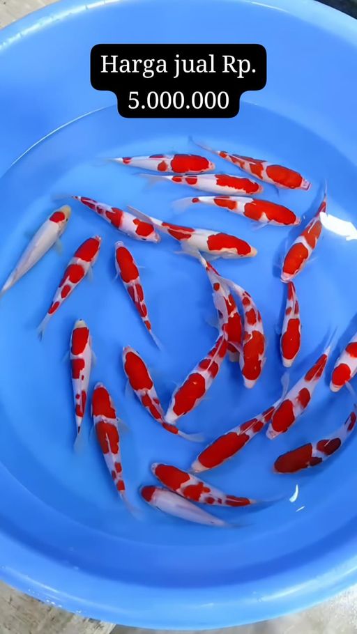 Lelang Koi Online, Jual Beli Ikan Koi, Pusat Jual Beli Koi, Info Lelang Koi Hari Ini, Platform Jual Beli Koi, Jual Beli Ikan Koi Online, Marketplace Ikan Koi, Jual Koi Terbaik, Tempat Beli Koi Berkualitas, Pasar Ikan Koi Online Terpercaya, Penjual Ikan Koi Terpercaya, Beli Koi Hias Online, Ikan Koi untuk Dijual, Koi Kualitas Terbaik, Toko Online Ikan Koi, Koi Hias Untuk Dijual, Jual Beli Ikan Koi Lokal, Koi Indonesia Online, Pusat Jual Beli Koi Terbesar