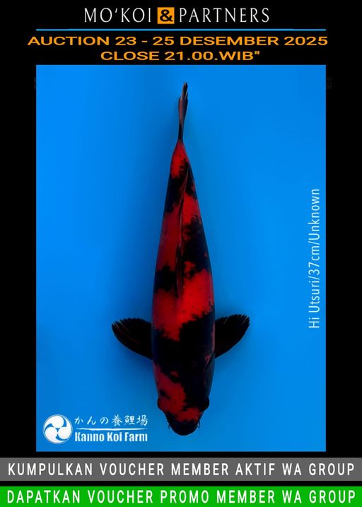 Lelang Koi Online, Jual Beli Ikan Koi, Pusat Jual Beli Koi, Info Lelang Koi Hari Ini, Platform Jual Beli Koi, Jual Beli Ikan Koi Online, Marketplace Ikan Koi, Jual Koi Terbaik, Tempat Beli Koi Berkualitas, Pasar Ikan Koi Online Terpercaya, Penjual Ikan Koi Terpercaya, Beli Koi Hias Online, Ikan Koi untuk Dijual, Koi Kualitas Terbaik, Toko Online Ikan Koi, Koi Hias Untuk Dijual, Jual Beli Ikan Koi Lokal, Koi Indonesia Online, Pusat Jual Beli Koi Terbesar