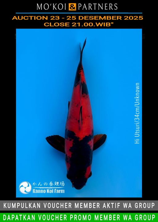Lelang Koi Online, Jual Beli Ikan Koi, Pusat Jual Beli Koi, Info Lelang Koi Hari Ini, Platform Jual Beli Koi, Jual Beli Ikan Koi Online, Marketplace Ikan Koi, Jual Koi Terbaik, Tempat Beli Koi Berkualitas, Pasar Ikan Koi Online Terpercaya, Penjual Ikan Koi Terpercaya, Beli Koi Hias Online, Ikan Koi untuk Dijual, Koi Kualitas Terbaik, Toko Online Ikan Koi, Koi Hias Untuk Dijual, Jual Beli Ikan Koi Lokal, Koi Indonesia Online, Pusat Jual Beli Koi Terbesar