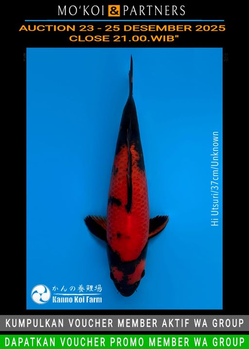 Lelang Koi Online, Jual Beli Ikan Koi, Pusat Jual Beli Koi, Info Lelang Koi Hari Ini, Platform Jual Beli Koi, Jual Beli Ikan Koi Online, Marketplace Ikan Koi, Jual Koi Terbaik, Tempat Beli Koi Berkualitas, Pasar Ikan Koi Online Terpercaya, Penjual Ikan Koi Terpercaya, Beli Koi Hias Online, Ikan Koi untuk Dijual, Koi Kualitas Terbaik, Toko Online Ikan Koi, Koi Hias Untuk Dijual, Jual Beli Ikan Koi Lokal, Koi Indonesia Online, Pusat Jual Beli Koi Terbesar