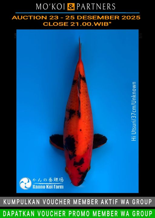 Lelang Koi Online, Jual Beli Ikan Koi, Pusat Jual Beli Koi, Info Lelang Koi Hari Ini, Platform Jual Beli Koi, Jual Beli Ikan Koi Online, Marketplace Ikan Koi, Jual Koi Terbaik, Tempat Beli Koi Berkualitas, Pasar Ikan Koi Online Terpercaya, Penjual Ikan Koi Terpercaya, Beli Koi Hias Online, Ikan Koi untuk Dijual, Koi Kualitas Terbaik, Toko Online Ikan Koi, Koi Hias Untuk Dijual, Jual Beli Ikan Koi Lokal, Koi Indonesia Online, Pusat Jual Beli Koi Terbesar