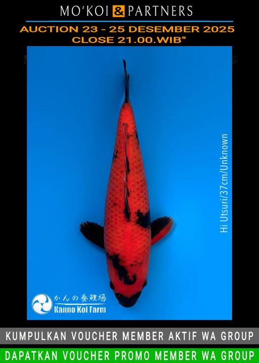 Lelang Koi Online, Jual Beli Ikan Koi, Pusat Jual Beli Koi, Info Lelang Koi Hari Ini, Platform Jual Beli Koi, Jual Beli Ikan Koi Online, Marketplace Ikan Koi, Jual Koi Terbaik, Tempat Beli Koi Berkualitas, Pasar Ikan Koi Online Terpercaya, Penjual Ikan Koi Terpercaya, Beli Koi Hias Online, Ikan Koi untuk Dijual, Koi Kualitas Terbaik, Toko Online Ikan Koi, Koi Hias Untuk Dijual, Jual Beli Ikan Koi Lokal, Koi Indonesia Online, Pusat Jual Beli Koi Terbesar