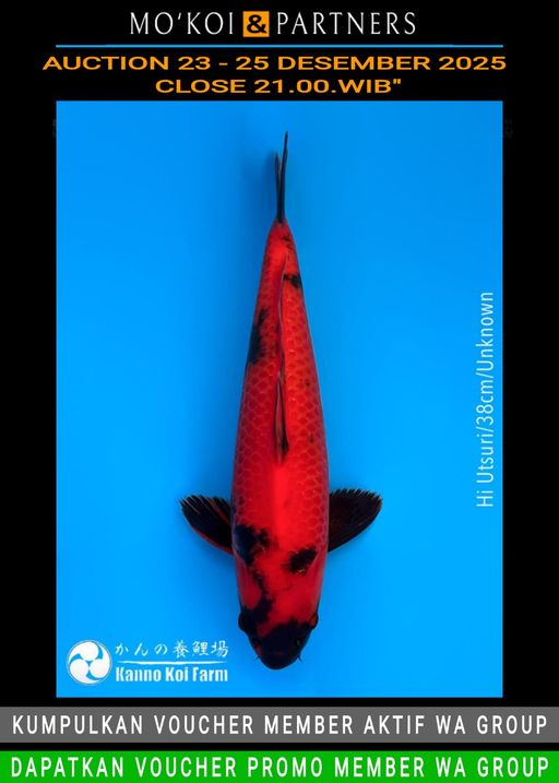 Lelang Koi Online, Jual Beli Ikan Koi, Pusat Jual Beli Koi, Info Lelang Koi Hari Ini, Platform Jual Beli Koi, Jual Beli Ikan Koi Online, Marketplace Ikan Koi, Jual Koi Terbaik, Tempat Beli Koi Berkualitas, Pasar Ikan Koi Online Terpercaya, Penjual Ikan Koi Terpercaya, Beli Koi Hias Online, Ikan Koi untuk Dijual, Koi Kualitas Terbaik, Toko Online Ikan Koi, Koi Hias Untuk Dijual, Jual Beli Ikan Koi Lokal, Koi Indonesia Online, Pusat Jual Beli Koi Terbesar