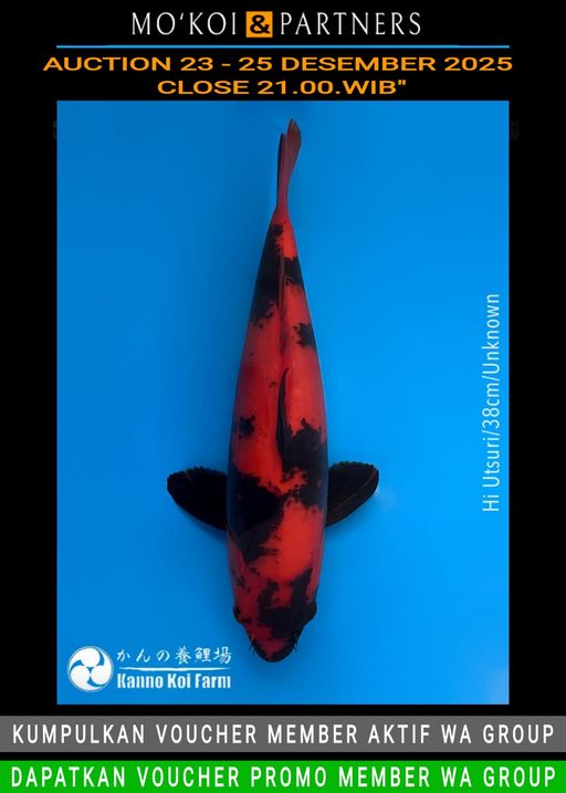 Lelang Koi Online, Jual Beli Ikan Koi, Pusat Jual Beli Koi, Info Lelang Koi Hari Ini, Platform Jual Beli Koi, Jual Beli Ikan Koi Online, Marketplace Ikan Koi, Jual Koi Terbaik, Tempat Beli Koi Berkualitas, Pasar Ikan Koi Online Terpercaya, Penjual Ikan Koi Terpercaya, Beli Koi Hias Online, Ikan Koi untuk Dijual, Koi Kualitas Terbaik, Toko Online Ikan Koi, Koi Hias Untuk Dijual, Jual Beli Ikan Koi Lokal, Koi Indonesia Online, Pusat Jual Beli Koi Terbesar