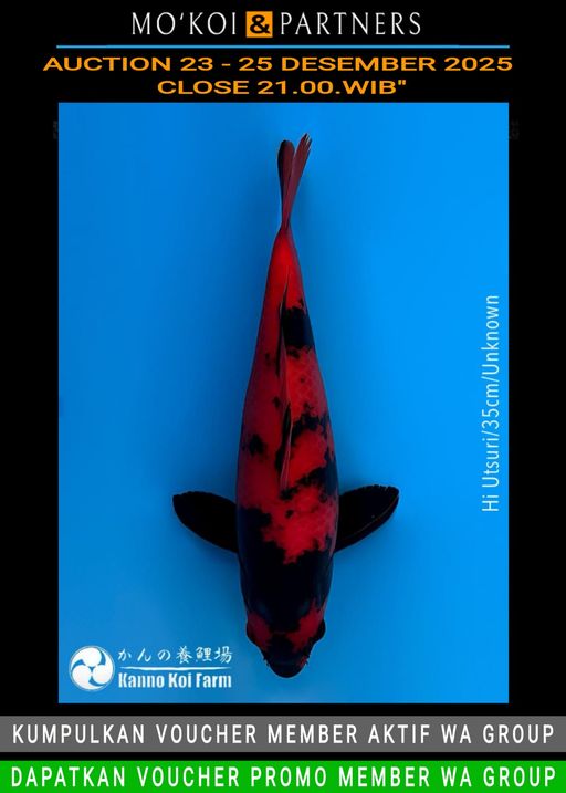 Lelang Koi Online, Jual Beli Ikan Koi, Pusat Jual Beli Koi, Info Lelang Koi Hari Ini, Platform Jual Beli Koi, Jual Beli Ikan Koi Online, Marketplace Ikan Koi, Jual Koi Terbaik, Tempat Beli Koi Berkualitas, Pasar Ikan Koi Online Terpercaya, Penjual Ikan Koi Terpercaya, Beli Koi Hias Online, Ikan Koi untuk Dijual, Koi Kualitas Terbaik, Toko Online Ikan Koi, Koi Hias Untuk Dijual, Jual Beli Ikan Koi Lokal, Koi Indonesia Online, Pusat Jual Beli Koi Terbesar