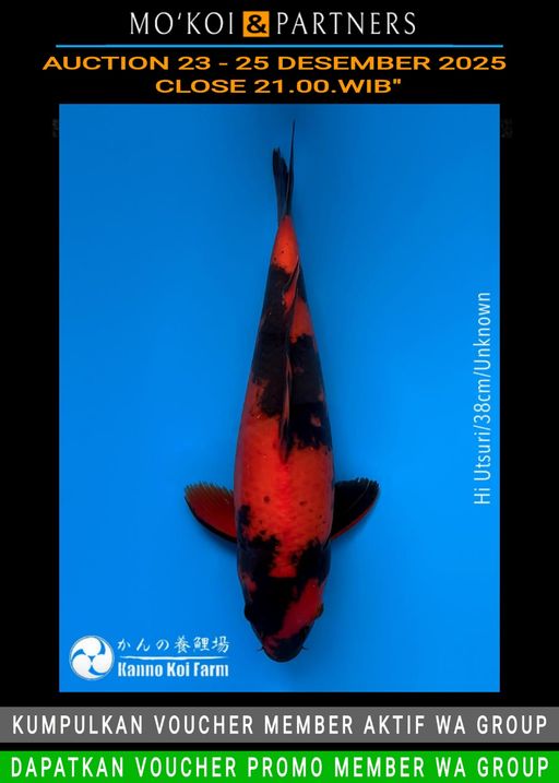 Lelang Koi Online, Jual Beli Ikan Koi, Pusat Jual Beli Koi, Info Lelang Koi Hari Ini, Platform Jual Beli Koi, Jual Beli Ikan Koi Online, Marketplace Ikan Koi, Jual Koi Terbaik, Tempat Beli Koi Berkualitas, Pasar Ikan Koi Online Terpercaya, Penjual Ikan Koi Terpercaya, Beli Koi Hias Online, Ikan Koi untuk Dijual, Koi Kualitas Terbaik, Toko Online Ikan Koi, Koi Hias Untuk Dijual, Jual Beli Ikan Koi Lokal, Koi Indonesia Online, Pusat Jual Beli Koi Terbesar