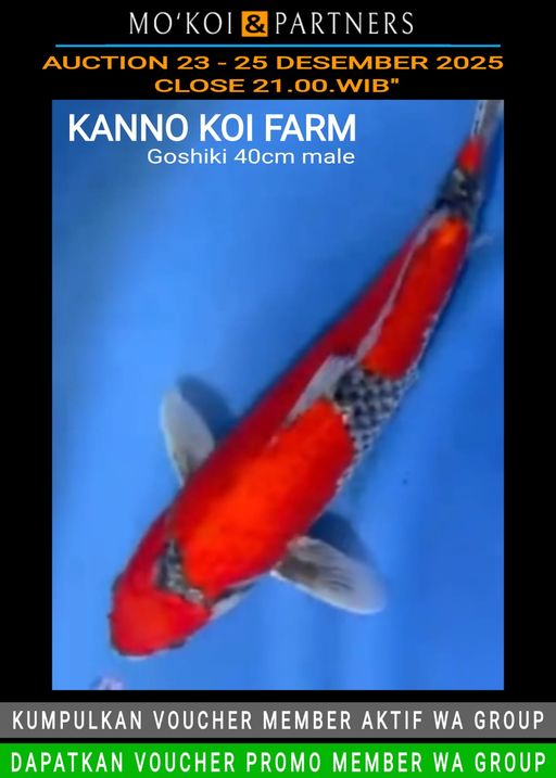 Lelang Koi Online, Jual Beli Ikan Koi, Pusat Jual Beli Koi, Info Lelang Koi Hari Ini, Platform Jual Beli Koi, Jual Beli Ikan Koi Online, Marketplace Ikan Koi, Jual Koi Terbaik, Tempat Beli Koi Berkualitas, Pasar Ikan Koi Online Terpercaya, Penjual Ikan Koi Terpercaya, Beli Koi Hias Online, Ikan Koi untuk Dijual, Koi Kualitas Terbaik, Toko Online Ikan Koi, Koi Hias Untuk Dijual, Jual Beli Ikan Koi Lokal, Koi Indonesia Online, Pusat Jual Beli Koi Terbesar
