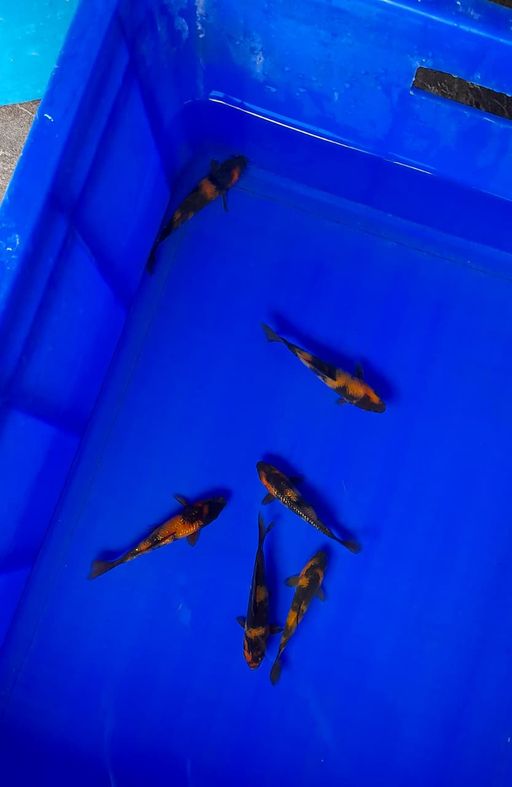 Lelang Koi Online, Jual Beli Ikan Koi, Pusat Jual Beli Koi, Info Lelang Koi Hari Ini, Platform Jual Beli Koi, Jual Beli Ikan Koi Online, Marketplace Ikan Koi, Jual Koi Terbaik, Tempat Beli Koi Berkualitas, Pasar Ikan Koi Online Terpercaya, Penjual Ikan Koi Terpercaya, Beli Koi Hias Online, Ikan Koi untuk Dijual, Koi Kualitas Terbaik, Toko Online Ikan Koi, Koi Hias Untuk Dijual, Jual Beli Ikan Koi Lokal, Koi Indonesia Online, Pusat Jual Beli Koi Terbesar