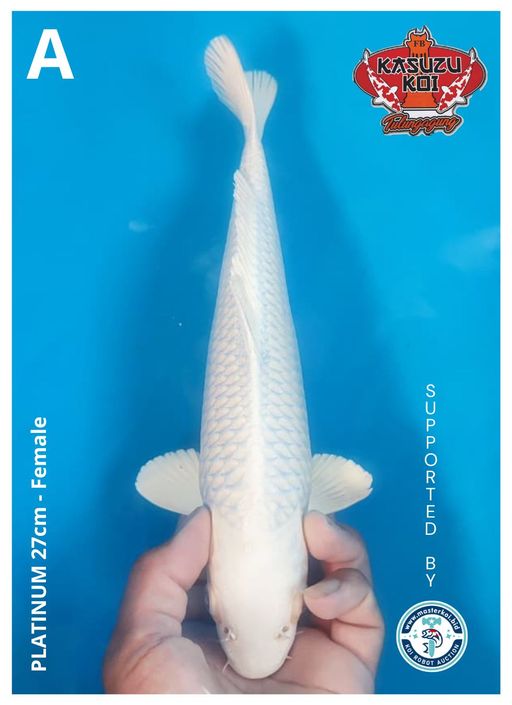 Lelang Koi Online, Jual Beli Ikan Koi, Pusat Jual Beli Koi, Info Lelang Koi Hari Ini, Platform Jual Beli Koi, Jual Beli Ikan Koi Online, Marketplace Ikan Koi, Jual Koi Terbaik, Tempat Beli Koi Berkualitas, Pasar Ikan Koi Online Terpercaya, Penjual Ikan Koi Terpercaya, Beli Koi Hias Online, Ikan Koi untuk Dijual, Koi Kualitas Terbaik, Toko Online Ikan Koi, Koi Hias Untuk Dijual, Jual Beli Ikan Koi Lokal, Koi Indonesia Online, Pusat Jual Beli Koi Terbesar