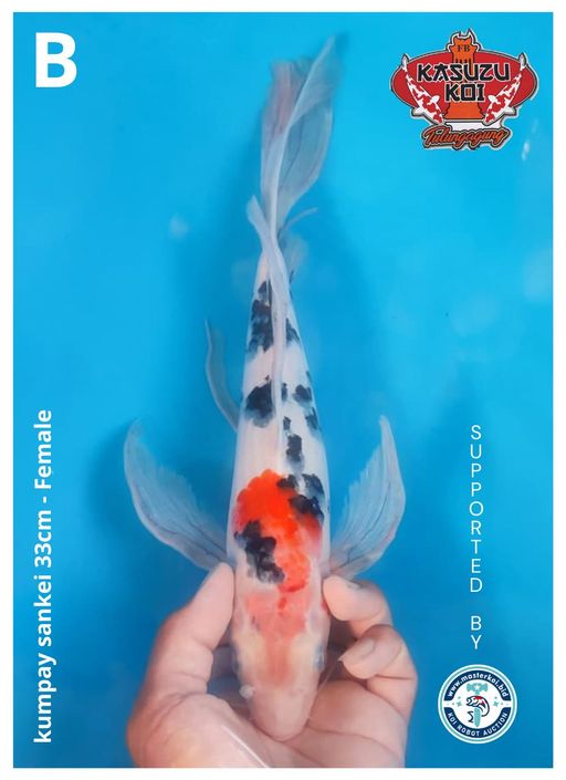 Lelang Koi Online, Jual Beli Ikan Koi, Pusat Jual Beli Koi, Info Lelang Koi Hari Ini, Platform Jual Beli Koi, Jual Beli Ikan Koi Online, Marketplace Ikan Koi, Jual Koi Terbaik, Tempat Beli Koi Berkualitas, Pasar Ikan Koi Online Terpercaya, Penjual Ikan Koi Terpercaya, Beli Koi Hias Online, Ikan Koi untuk Dijual, Koi Kualitas Terbaik, Toko Online Ikan Koi, Koi Hias Untuk Dijual, Jual Beli Ikan Koi Lokal, Koi Indonesia Online, Pusat Jual Beli Koi Terbesar