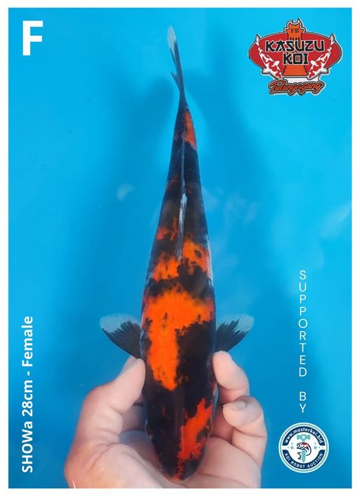 Lelang Koi Online, Jual Beli Ikan Koi, Pusat Jual Beli Koi, Info Lelang Koi Hari Ini, Platform Jual Beli Koi, Jual Beli Ikan Koi Online, Marketplace Ikan Koi, Jual Koi Terbaik, Tempat Beli Koi Berkualitas, Pasar Ikan Koi Online Terpercaya, Penjual Ikan Koi Terpercaya, Beli Koi Hias Online, Ikan Koi untuk Dijual, Koi Kualitas Terbaik, Toko Online Ikan Koi, Koi Hias Untuk Dijual, Jual Beli Ikan Koi Lokal, Koi Indonesia Online, Pusat Jual Beli Koi Terbesar