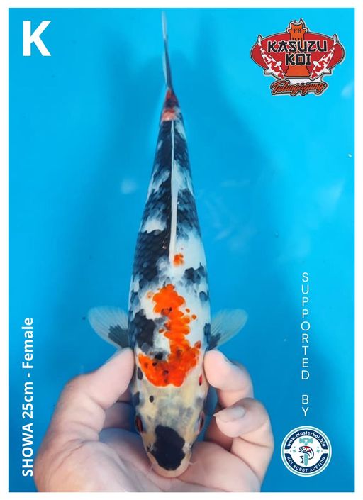 Lelang Koi Online, Jual Beli Ikan Koi, Pusat Jual Beli Koi, Info Lelang Koi Hari Ini, Platform Jual Beli Koi, Jual Beli Ikan Koi Online, Marketplace Ikan Koi, Jual Koi Terbaik, Tempat Beli Koi Berkualitas, Pasar Ikan Koi Online Terpercaya, Penjual Ikan Koi Terpercaya, Beli Koi Hias Online, Ikan Koi untuk Dijual, Koi Kualitas Terbaik, Toko Online Ikan Koi, Koi Hias Untuk Dijual, Jual Beli Ikan Koi Lokal, Koi Indonesia Online, Pusat Jual Beli Koi Terbesar