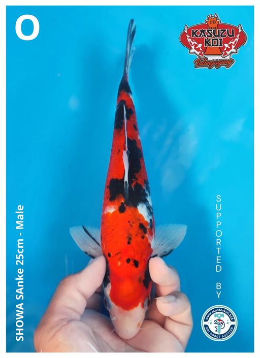 Lelang Koi Online, Jual Beli Ikan Koi, Pusat Jual Beli Koi, Info Lelang Koi Hari Ini, Platform Jual Beli Koi, Jual Beli Ikan Koi Online, Marketplace Ikan Koi, Jual Koi Terbaik, Tempat Beli Koi Berkualitas, Pasar Ikan Koi Online Terpercaya, Penjual Ikan Koi Terpercaya, Beli Koi Hias Online, Ikan Koi untuk Dijual, Koi Kualitas Terbaik, Toko Online Ikan Koi, Koi Hias Untuk Dijual, Jual Beli Ikan Koi Lokal, Koi Indonesia Online, Pusat Jual Beli Koi Terbesar
