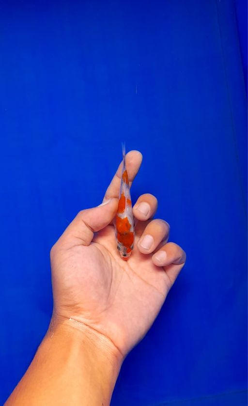 Lelang Koi Online, Jual Beli Ikan Koi, Pusat Jual Beli Koi, Info Lelang Koi Hari Ini, Platform Jual Beli Koi, Jual Beli Ikan Koi Online, Marketplace Ikan Koi, Jual Koi Terbaik, Tempat Beli Koi Berkualitas, Pasar Ikan Koi Online Terpercaya, Penjual Ikan Koi Terpercaya, Beli Koi Hias Online, Ikan Koi untuk Dijual, Koi Kualitas Terbaik, Toko Online Ikan Koi, Koi Hias Untuk Dijual, Jual Beli Ikan Koi Lokal, Koi Indonesia Online, Pusat Jual Beli Koi Terbesar