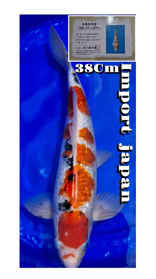 Lelang Koi Online, Jual Beli Ikan Koi, Pusat Jual Beli Koi, Info Lelang Koi Hari Ini, Platform Jual Beli Koi, Jual Beli Ikan Koi Online, Marketplace Ikan Koi, Jual Koi Terbaik, Tempat Beli Koi Berkualitas, Pasar Ikan Koi Online Terpercaya, Penjual Ikan Koi Terpercaya, Beli Koi Hias Online, Ikan Koi untuk Dijual, Koi Kualitas Terbaik, Toko Online Ikan Koi, Koi Hias Untuk Dijual, Jual Beli Ikan Koi Lokal, Koi Indonesia Online, Pusat Jual Beli Koi Terbesar