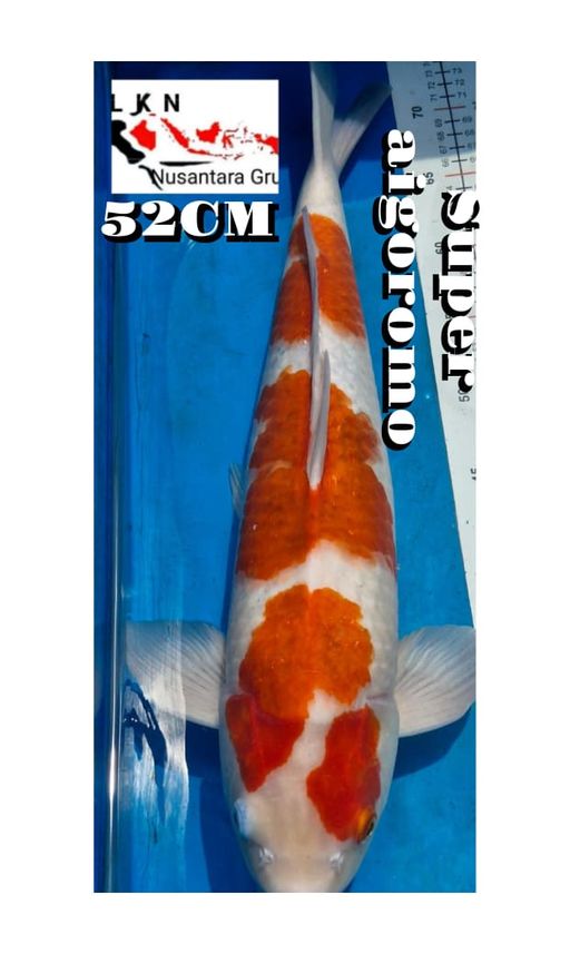 Lelang Koi Online, Jual Beli Ikan Koi, Pusat Jual Beli Koi, Info Lelang Koi Hari Ini, Platform Jual Beli Koi, Jual Beli Ikan Koi Online, Marketplace Ikan Koi, Jual Koi Terbaik, Tempat Beli Koi Berkualitas, Pasar Ikan Koi Online Terpercaya, Penjual Ikan Koi Terpercaya, Beli Koi Hias Online, Ikan Koi untuk Dijual, Koi Kualitas Terbaik, Toko Online Ikan Koi, Koi Hias Untuk Dijual, Jual Beli Ikan Koi Lokal, Koi Indonesia Online, Pusat Jual Beli Koi Terbesar