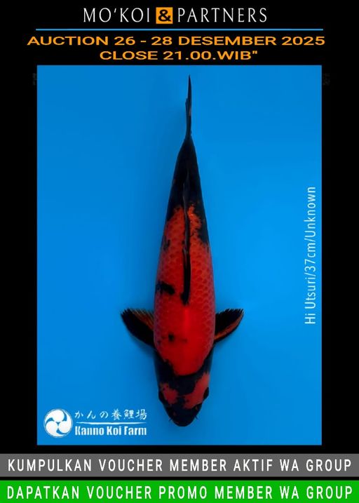Lelang Koi Online, Jual Beli Ikan Koi, Pusat Jual Beli Koi, Info Lelang Koi Hari Ini, Platform Jual Beli Koi, Jual Beli Ikan Koi Online, Marketplace Ikan Koi, Jual Koi Terbaik, Tempat Beli Koi Berkualitas, Pasar Ikan Koi Online Terpercaya, Penjual Ikan Koi Terpercaya, Beli Koi Hias Online, Ikan Koi untuk Dijual, Koi Kualitas Terbaik, Toko Online Ikan Koi, Koi Hias Untuk Dijual, Jual Beli Ikan Koi Lokal, Koi Indonesia Online, Pusat Jual Beli Koi Terbesar