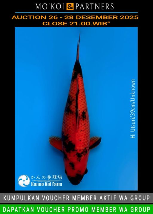 Lelang Koi Online, Jual Beli Ikan Koi, Pusat Jual Beli Koi, Info Lelang Koi Hari Ini, Platform Jual Beli Koi, Jual Beli Ikan Koi Online, Marketplace Ikan Koi, Jual Koi Terbaik, Tempat Beli Koi Berkualitas, Pasar Ikan Koi Online Terpercaya, Penjual Ikan Koi Terpercaya, Beli Koi Hias Online, Ikan Koi untuk Dijual, Koi Kualitas Terbaik, Toko Online Ikan Koi, Koi Hias Untuk Dijual, Jual Beli Ikan Koi Lokal, Koi Indonesia Online, Pusat Jual Beli Koi Terbesar